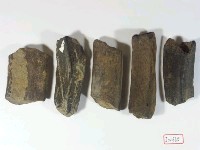 藏品(肋骨五段)的圖片